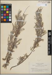 Foto von Salix hindsiana Benth.